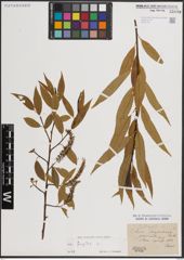 Foto von Salix fragilis L.